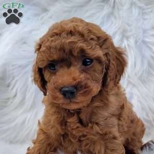 Rex- Micro, Mini Goldendoodle Puppy