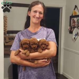 Buster- Micro, Mini Goldendoodle Puppy