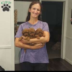 Rex- Micro, Mini Goldendoodle Puppy