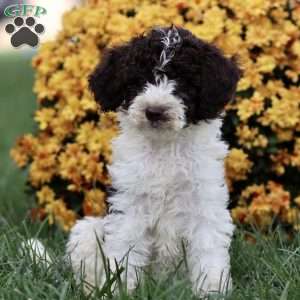 Talia, Sheepadoodle Puppy