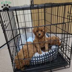 Buster- Micro, Mini Goldendoodle Puppy