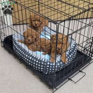 Buster- Micro, Mini Goldendoodle Puppy