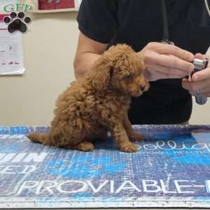 Buster- Micro, Mini Goldendoodle Puppy