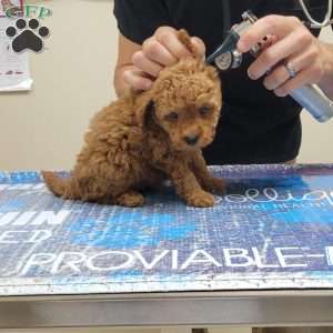 Buster- Micro, Mini Goldendoodle Puppy