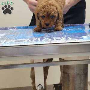 Rex- Micro, Mini Goldendoodle Puppy