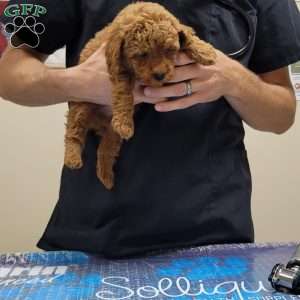 Rex- Micro, Mini Goldendoodle Puppy
