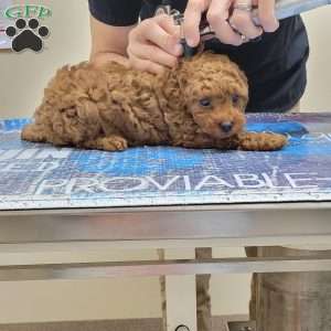 Rex- Micro, Mini Goldendoodle Puppy