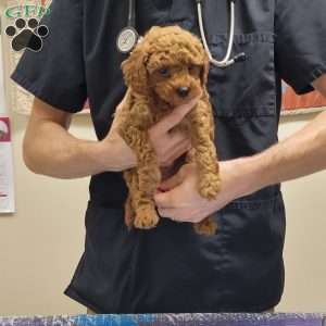Rex- Micro, Mini Goldendoodle Puppy