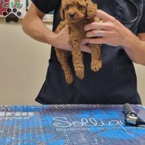 Rex- Micro, Mini Goldendoodle Puppy