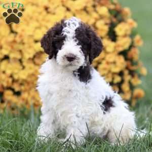 Tompsom, Sheepadoodle Puppy