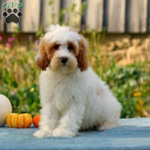 Morgan, Cavapoo Puppy