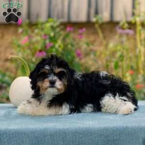 Alexa, Cavachon Puppy