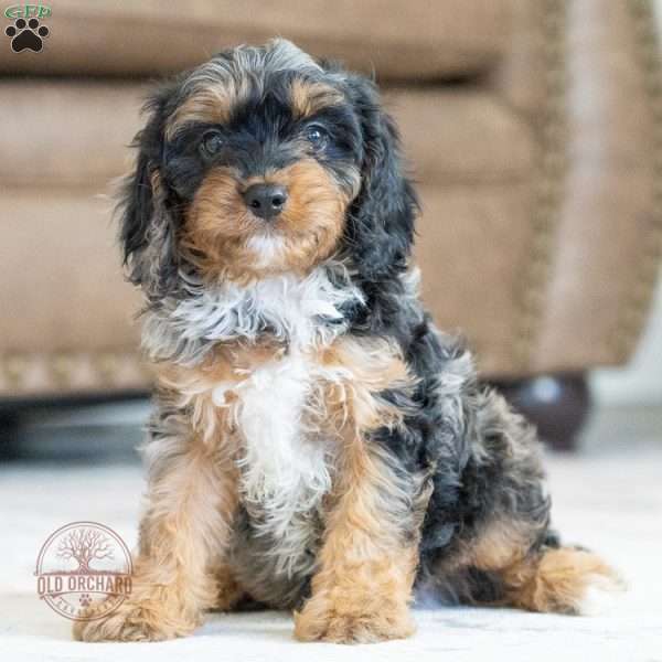 Leo, Cavapoo Puppy