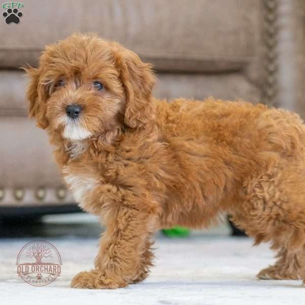 Sheila, Cavapoo Puppy