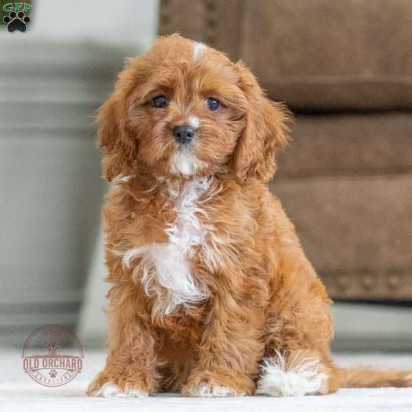 Sofie, Cavapoo Puppy
