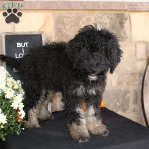 Johnson, Mini Labradoodle Puppy
