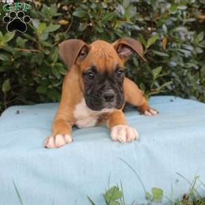 Mack, Boxer Puppy
