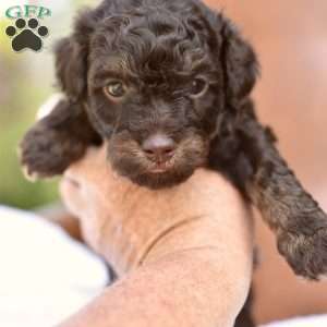 Alfie, Miniature Poodle Puppy