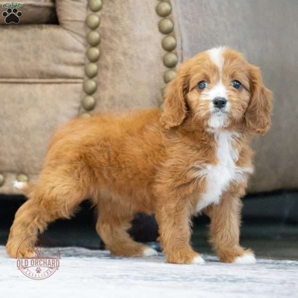 Sydney, Cavapoo Puppy