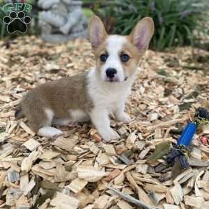 Jewel, Pembroke Welsh Corgi Puppy