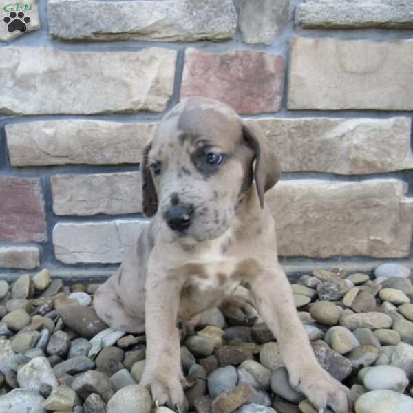 Hudson, Great Dane Puppy