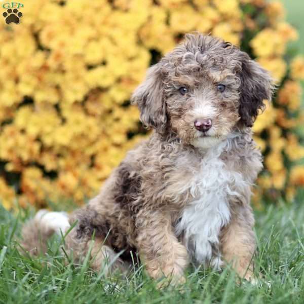 Tiffany, Sheepadoodle Puppy