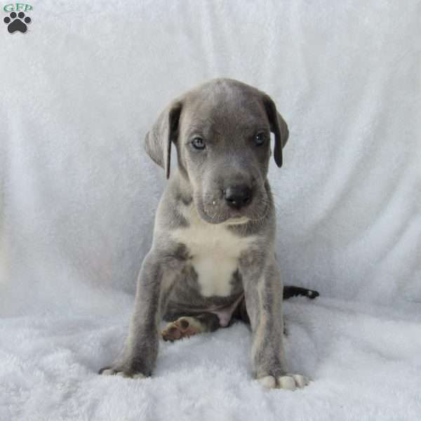Rosco, Great Dane Puppy