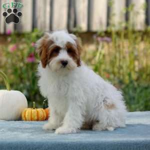 Mason, Cavapoo Puppy