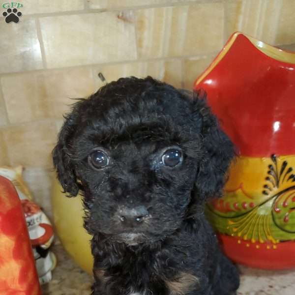 Alma, Toy Poodle Puppy