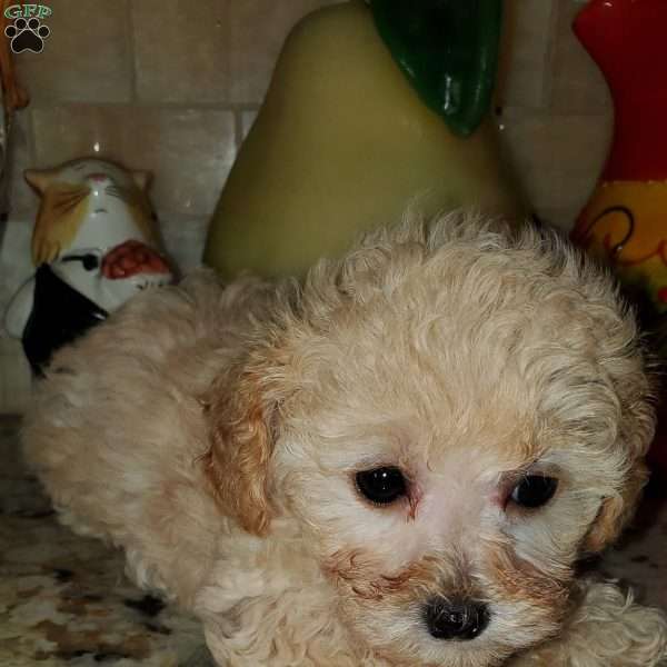 Amber, Toy Poodle Puppy