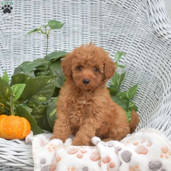 Abby, Mini Goldendoodle Puppy