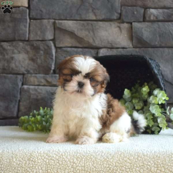 Abby, Shih Tzu Puppy