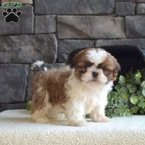 Abby, Shih Tzu Puppy