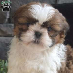 Abby, Shih Tzu Puppy