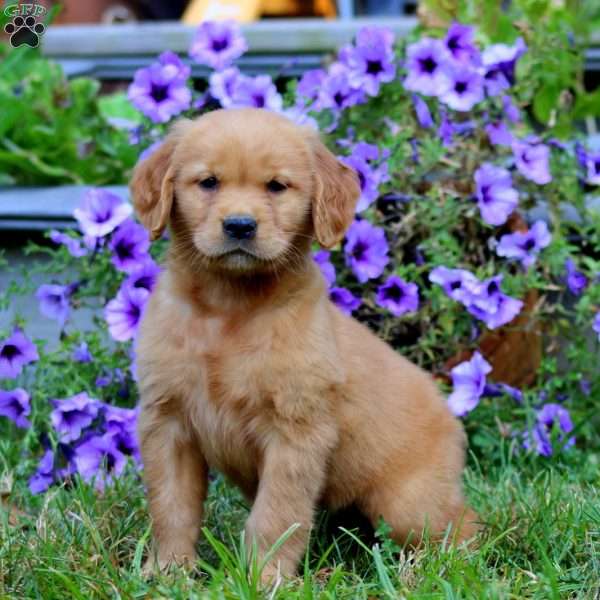 Abby, Golden Retriever Puppy