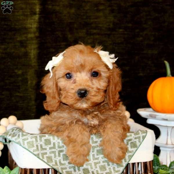 Abby, Cavapoo Puppy
