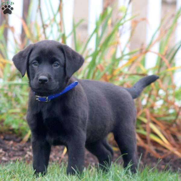 Abby, Black Labrador Retriever Puppy