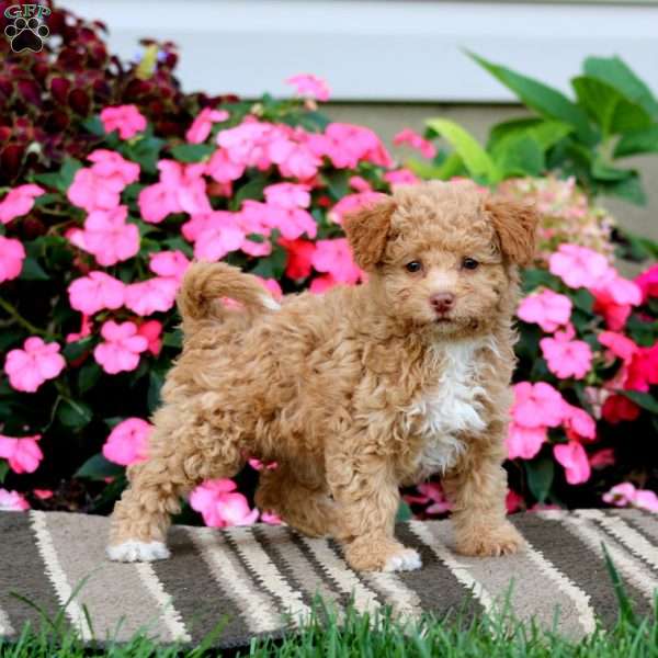 Abby, Havapoo Puppy