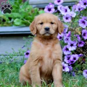 Abby, Golden Retriever Puppy