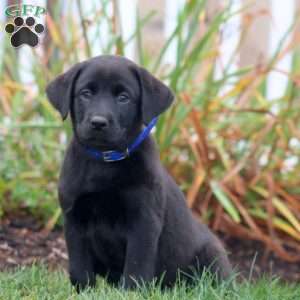 Abby, Black Labrador Retriever Puppy