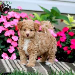 Abby, Havapoo Puppy