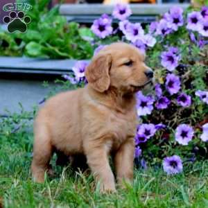 Abby, Golden Retriever Puppy