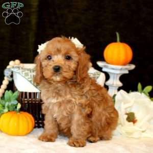Abby, Cavapoo Puppy
