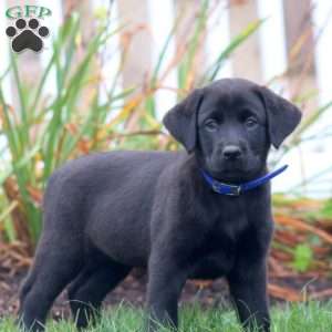 Abby, Black Labrador Retriever Puppy