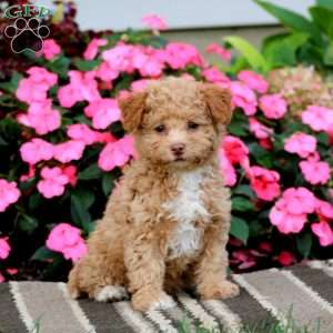 Abby, Havapoo Puppy