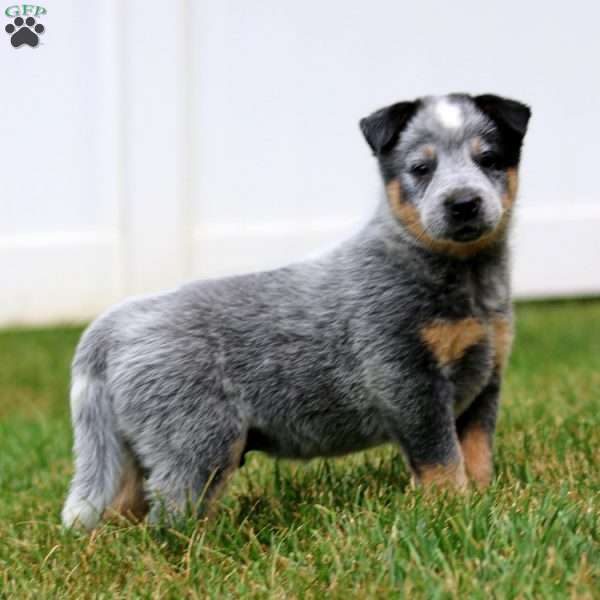 Abel, Blue Heeler – Australian Cattle Dog Puppy
