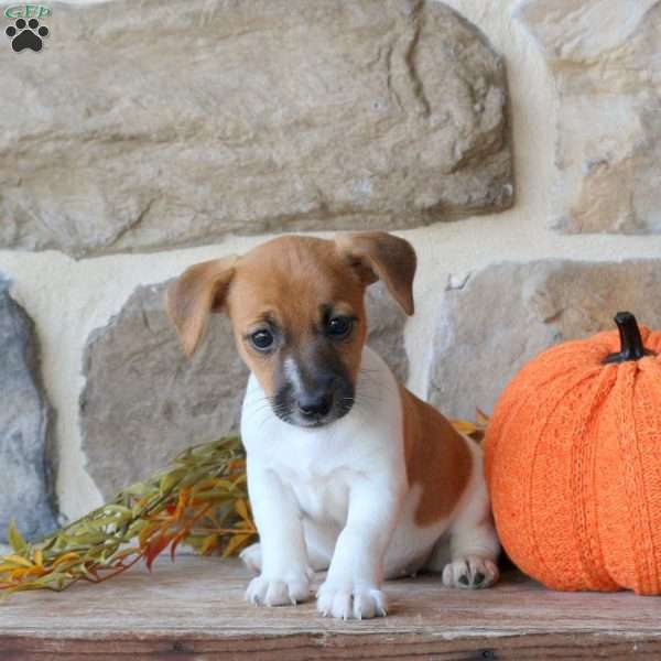 Abigail, Jack Russell Terrier Puppy