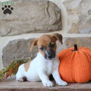 Abigail, Jack Russell Terrier Puppy