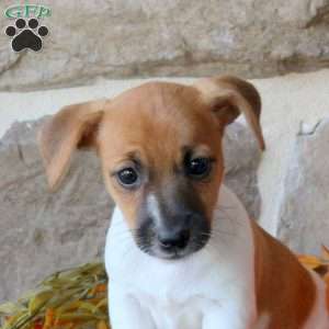 Abigail, Jack Russell Terrier Puppy