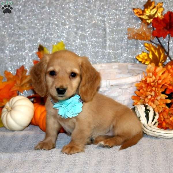 Abigail – Mini, Dachshund Puppy